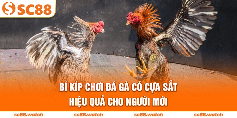Bí kíp chơi đá gà có cựa sắt hiệu quả cho người mới