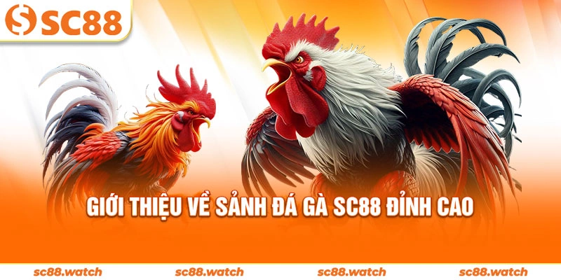 Giới thiệu về sảnh đá gà SC88 đỉnh cao