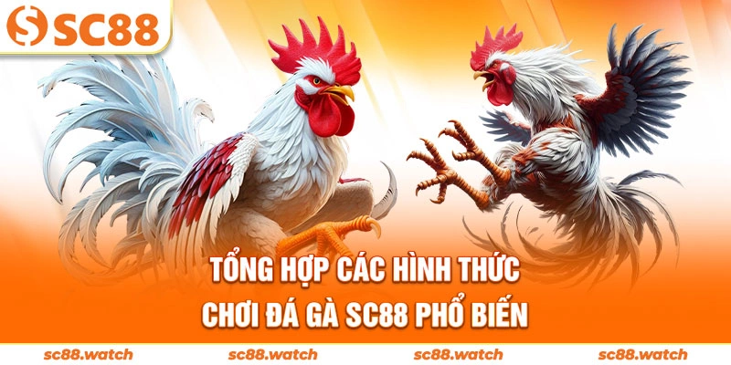 Tổng hợp các hình thức chơi đá gà SC88 phổ biến